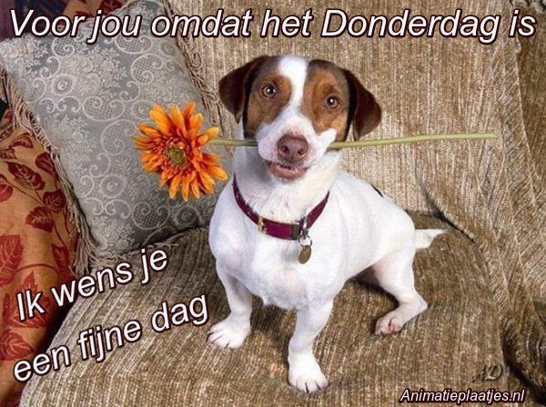 fijne donderdag hond met bloem