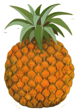 ananas