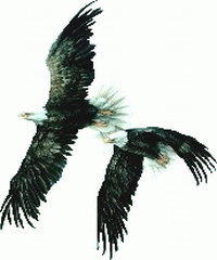 twee adelaars vliegen samen