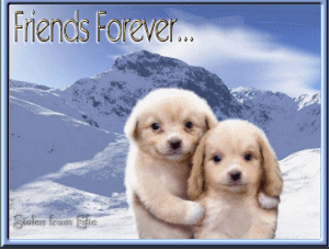 friends forever twee hondjes