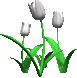 tulpen bloemen