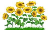 zonnebloemen