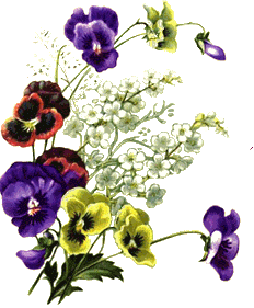 viooltjes bloemen