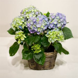 blauwe Hortensia in mand