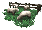 boerderij, schapen in de wei