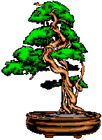 bonsai boompje