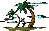 palm bomen in de wind
