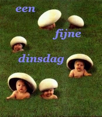 fijne dinsdag