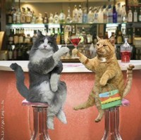 twee katten zittend aan de bar