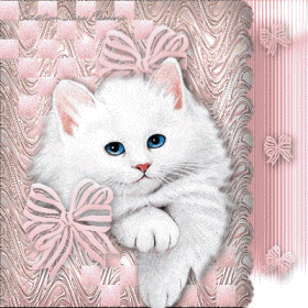 witte kat
