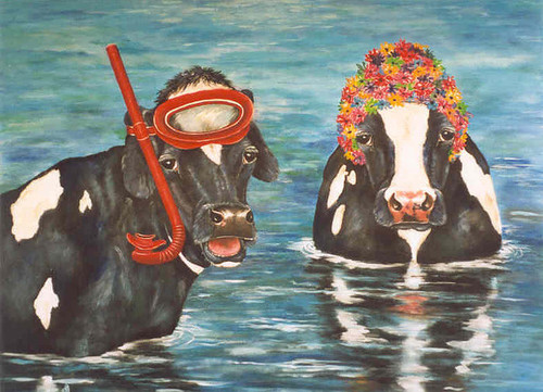 zwemmende koeien