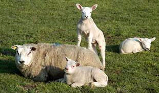 drie lammetjes met moeder schaap