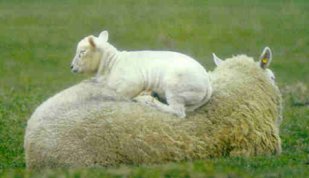 lammetje op de rug van schaap