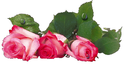 tweekleurige rose rozen
