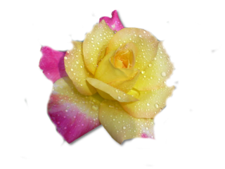 gele roos met een beetje rose