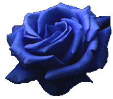 blauwe roos