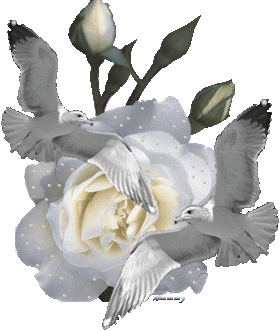witte roos met vredesduiven