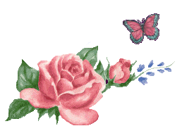 rose roos met vlinder