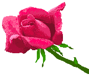 donker rose roos