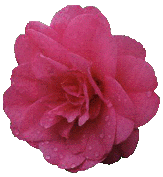 donker rose roos