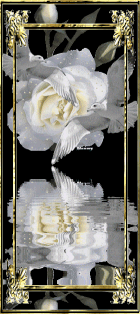 waterplaatje witte roos