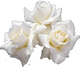 witte rozen