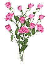 rose rozen