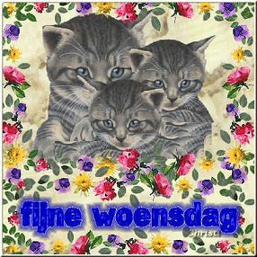 fijne woensdag