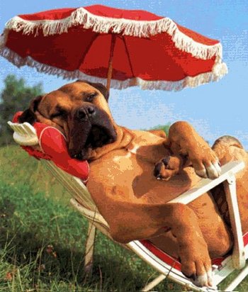 zomer plaatje van hond in ligstoel