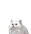witte kat