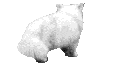 witte langharige kat