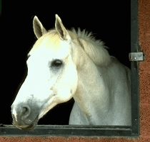 paardenhoofd door staldeur