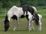 bont paard met veulen