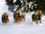 paarden rennend in de sneeuw